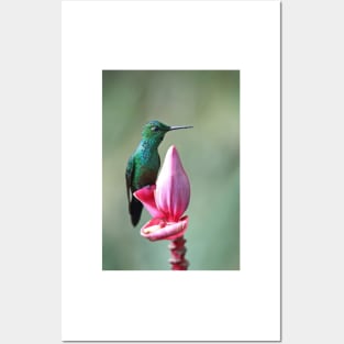 Green-Crowned Brilliant Hummingbird - Costa Rica Posters and Art